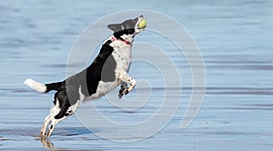 Black and white dog catching a tennis ball on a wet, sandy beach