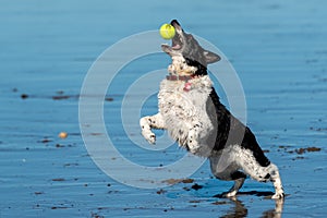 Black and white dog catching a tennis ball on a wet, sandy beach