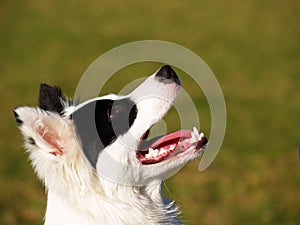 Black and white dog close-up (1)
