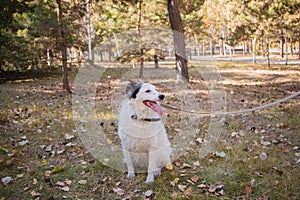 Black and white dog in a collar on a leash, sits on a lawn in an autumn park. He looks out of the way.