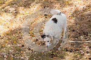 Black and white dog in a collar on a leash, walking on a lawn in an autumn park.
