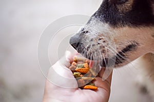 A black and white Dog is eating pellets on human hand
