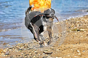 Black and white dog frolicking on the beach