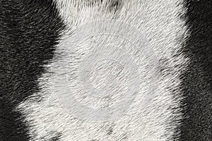 Black and white dog fur texture
