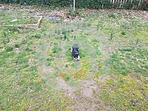 Black and white dog on grass eating a stick