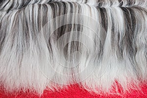 Black and white dog hair. Tibetan terrier dog hair.  Long haired dog grooming. Pet care