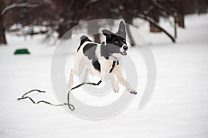 Black and white dog jumps in the snow on the white winter background