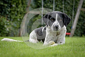 Black and white dog laying guard in green field