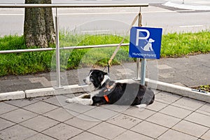A black and white dog  leashed at designated dog parking area of shopping mall