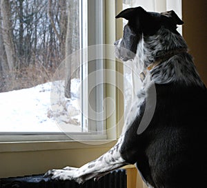 Black & White Dog Looks at snow out the Window