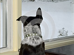 Black & White Dog Looks at snow out the Window