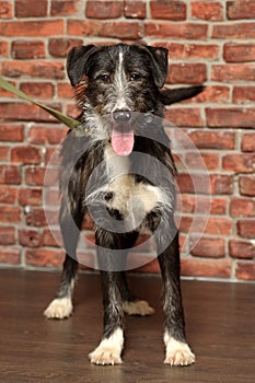 Black and white dog pooch