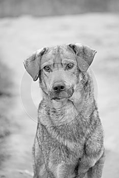 Black and white dog portrait