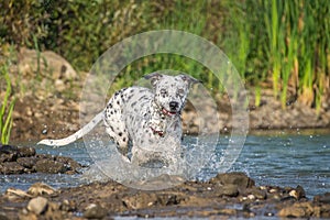 Black and white dog is running in the water.