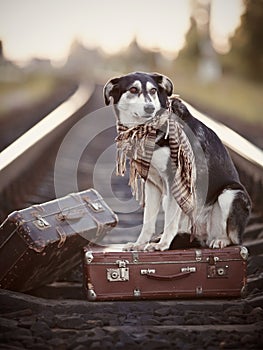 Black-and-white dog sits on a suitcase on rails