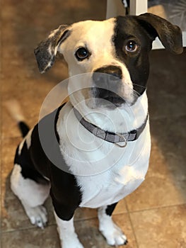 Black and White Dog sitting