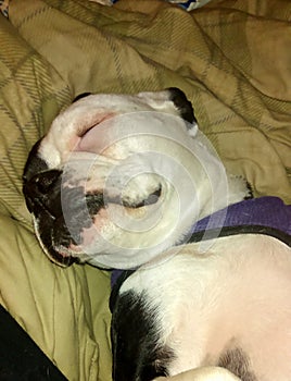 A black and white dog sleeping on a bed