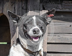 Black and white dog smiling on the background of a wooden booth