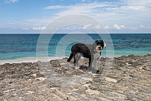 Black and white dog standing on a coral rock beach in the Bahamas