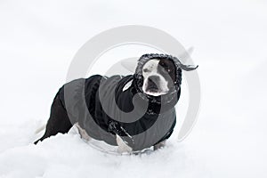 A black and white dog warmly dressed in winter clothes.