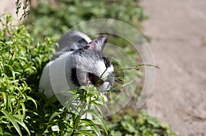 Black and white domestic cat eating grass