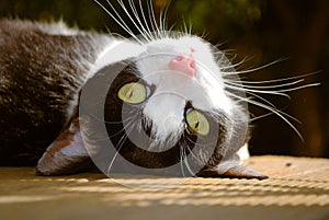Black and white domestic cat lying on its back, revealing its bright yellow eyes and long whiskers.