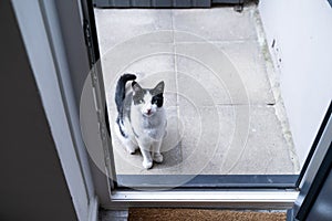 A Black and white domestic cat sitting on the doorstep in front of the kitchendoor, waiting and asking to be let in