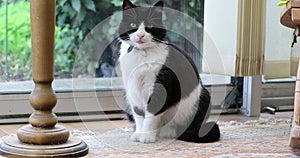 Black and white domestic cat sitting in front of a glass door