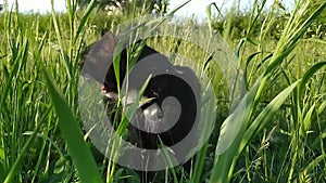 Black-and-white domestic cat walks in nature in the summer and greedily eats green juicy grass for natural treatment of