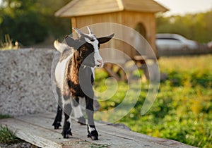 Black and white domestic goat on a farm