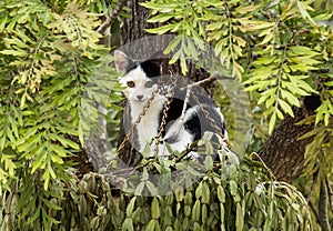 Black and white domestic pet cat sitting in pot plant which hangs from tree