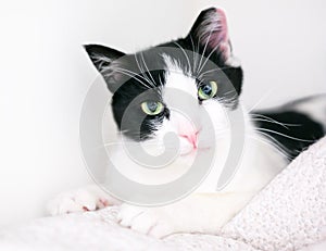 A black and white domestic shorthair cat relaxing on a blanket