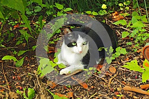 Black and white domestic shorthair tuxedo cat