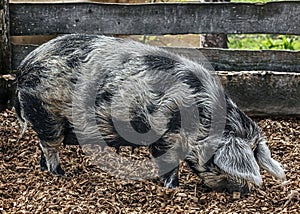 Black and white domestic sow 1