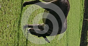 A black and white donkey is seen grazing in a sunny field. Slow motion. Vertical video