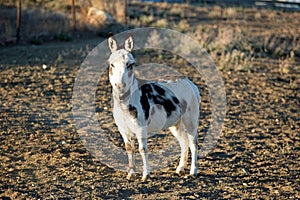 A Black and White Donkey Watching