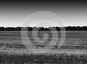 Black and white dramatic field landscape background