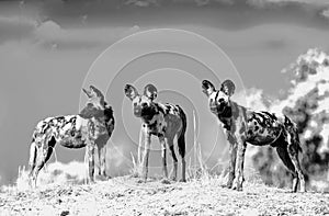 Black and white dramatic image of Three African Wild Dogs - Painted Dogs - standing on edge of a riverbank, South Luangwa, Zambia