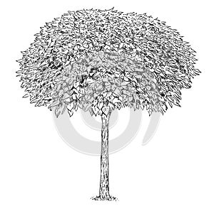 Black and White Drawing of Catalpa Tree