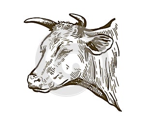 Black and white drawing of a cow head