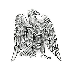 black and white drawing of an eagle, ink illustration, bird of prey