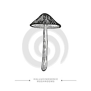 Black and white drawing of a hallucinogenic mushroom. A stylized image of a psilocybin mushroom. Vector illustration