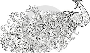 A black and white drawing of a peacock