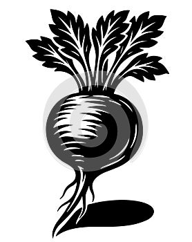A black and white drawing of a radish