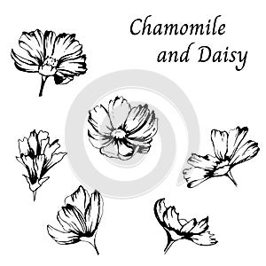 Black and white drawing. Set of contours of daisy flowers on a white background. Vector illustration drawn by hand.