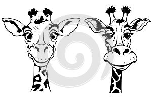 Black and white drawing - sketch of two giraffes in children\'s illustration style