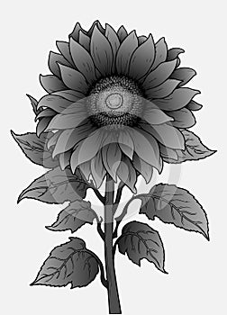 Black and white drawing of a sunflower flower. Vector illustration. Sketch