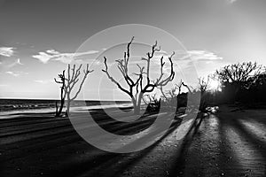 Black and White Driftwood Sunset at Botany Bay Plantation