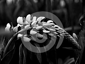 Black and white drooped lupine