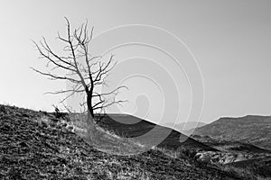 Black and white dry tree in the deserted landscape of Painted Hills